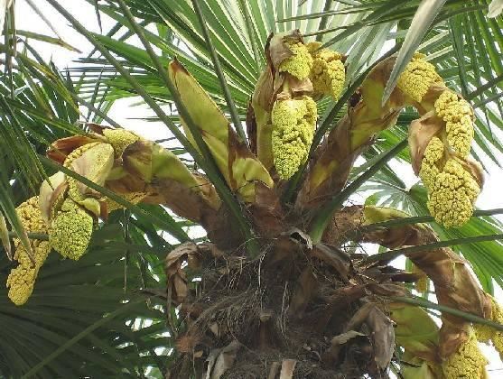 常见又叫不出名字的植物，看看你认识多少