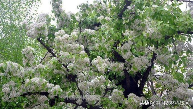 杜梨，值得关注的乡土树种，浑身是宝，用途广泛