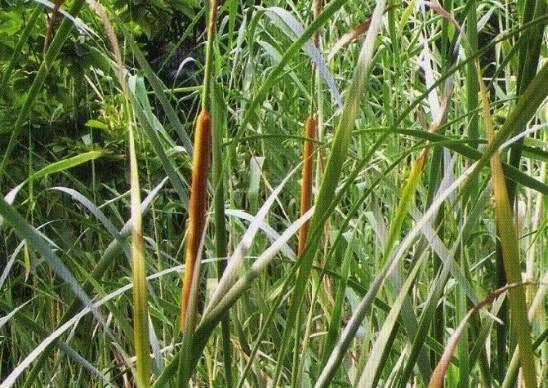 常见又叫不出名字的植物，看看你认识多少