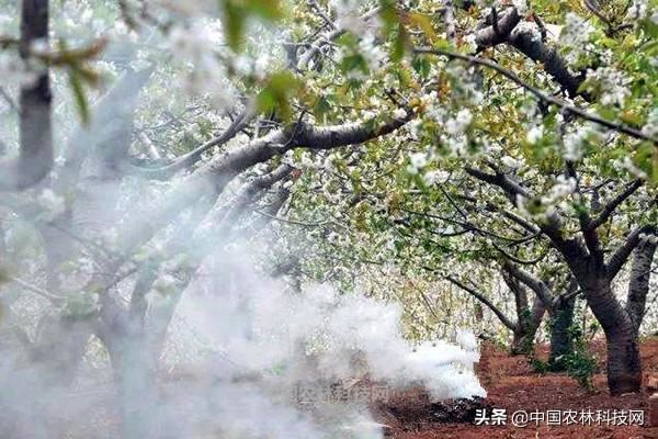 未雨绸缪！各类农作物预防倒春寒措施大全（建议收藏）