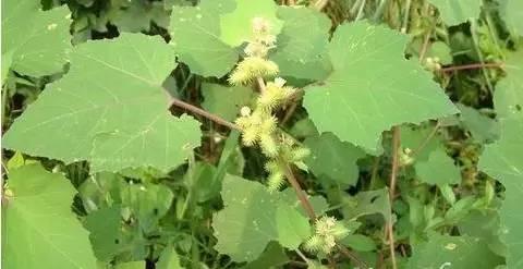 常见又叫不出名字的植物，看看你认识多少