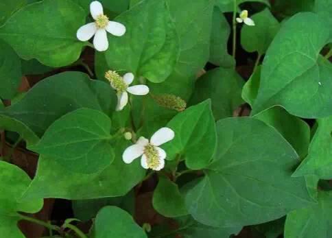 常见又叫不出名字的植物，看看你认识多少