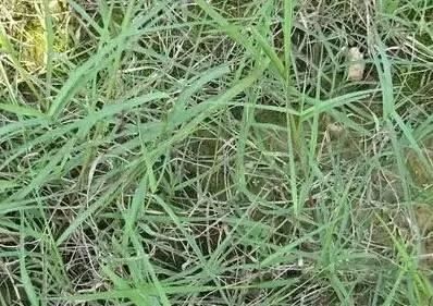 常见又叫不出名字的植物，看看你认识多少