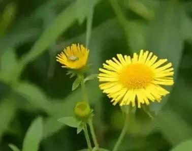 常见又叫不出名字的植物，看看你认识多少