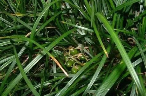 常见又叫不出名字的植物，看看你认识多少