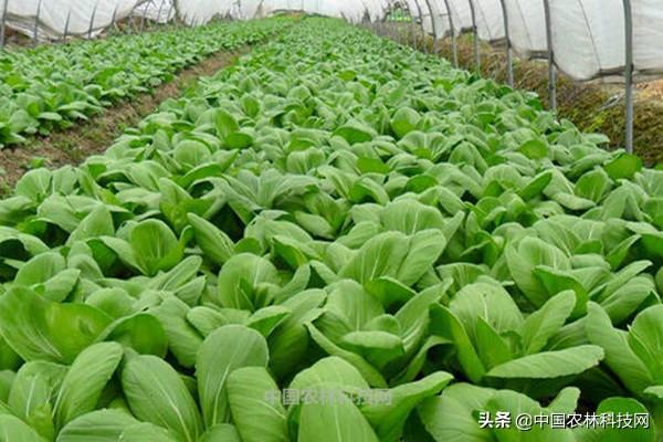 未雨绸缪！各类农作物预防倒春寒措施大全（建议收藏）