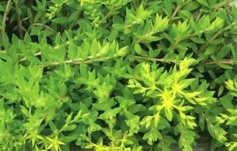 常见又叫不出名字的植物，看看你认识多少