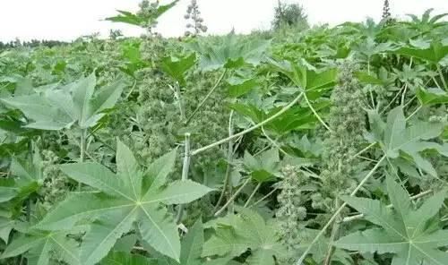 常见又叫不出名字的植物，看看你认识多少