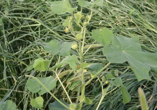 常见又叫不出名字的植物，看看你认识多少