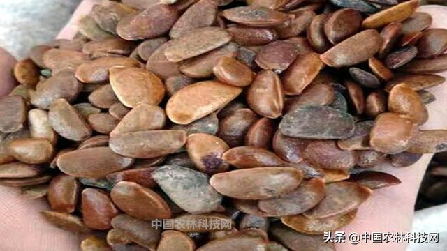 农村常见的软枣树，学名君迁子，竟然有这么多用途