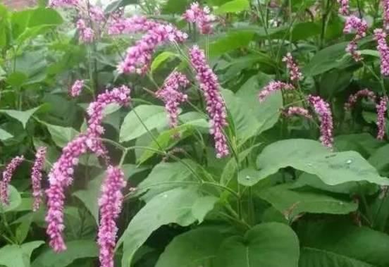 常见又叫不出名字的植物，看看你认识多少