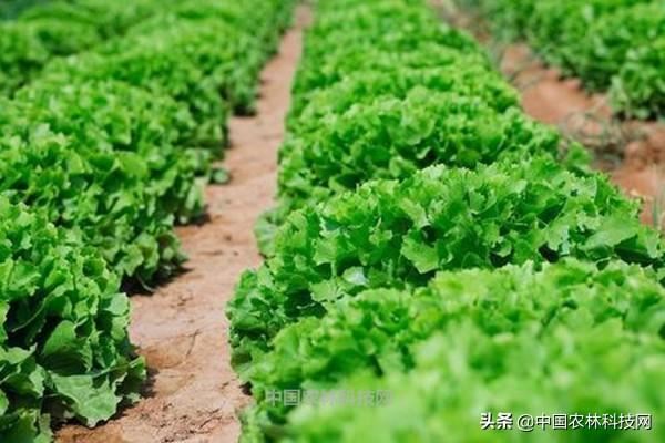 未雨绸缪！各类农作物预防倒春寒措施大全（建议收藏）