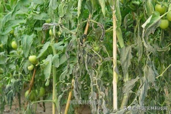 未雨绸缪！各类农作物预防倒春寒措施大全（建议收藏）