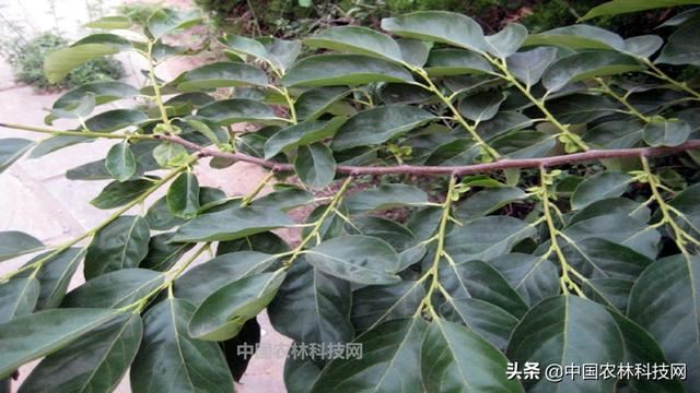 农村常见的软枣树，学名君迁子，竟然有这么多用途