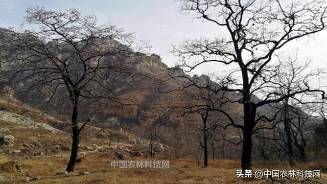 农村常见的软枣树，学名君迁子，竟然有这么多用途