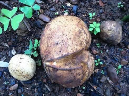 常见又叫不出名字的植物，看看你认识多少