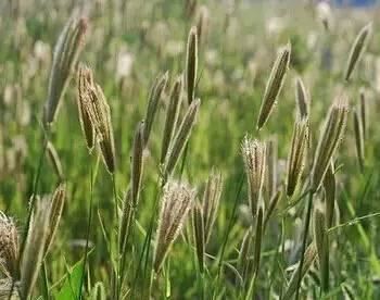 常见又叫不出名字的植物，看看你认识多少