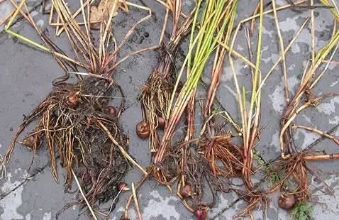 常见又叫不出名字的植物，看看你认识多少