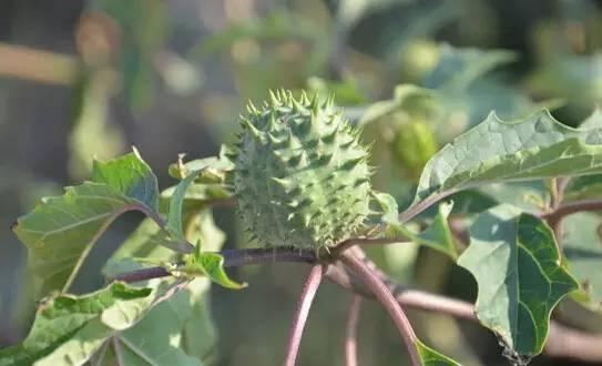常见又叫不出名字的植物，看看你认识多少