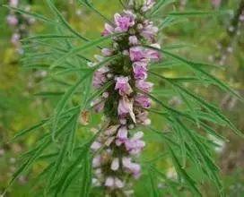 常见又叫不出名字的植物，看看你认识多少