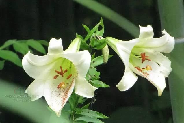 常见又叫不出名字的植物，看看你认识多少