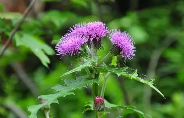 常见又叫不出名字的植物，看看你认识多少