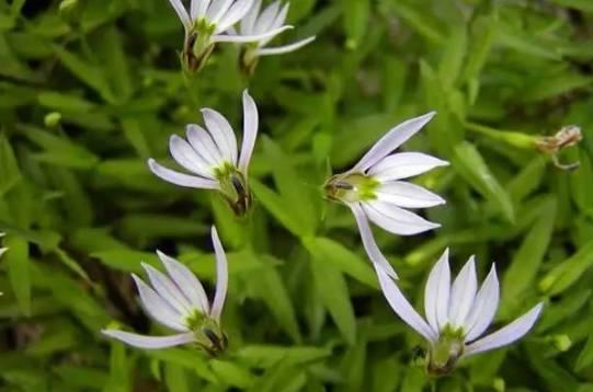 常见又叫不出名字的植物，看看你认识多少