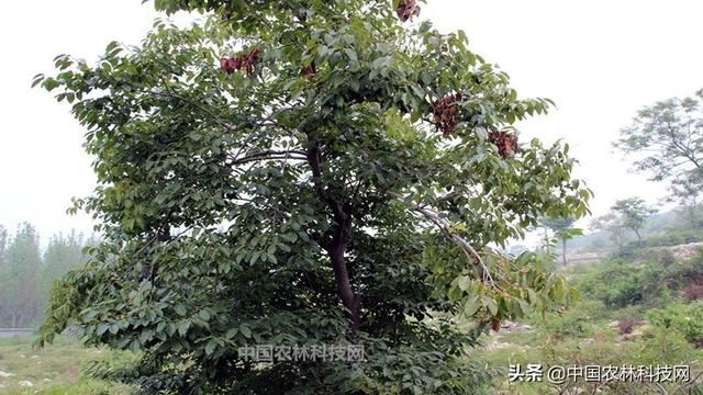 农村常见的软枣树，学名君迁子，竟然有这么多用途