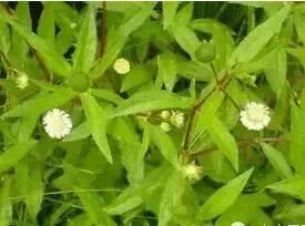 常见又叫不出名字的植物，看看你认识多少