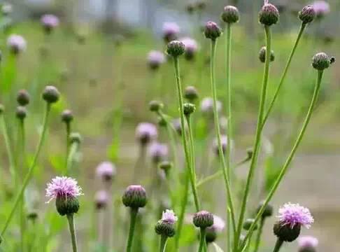 常见又叫不出名字的植物，看看你认识多少