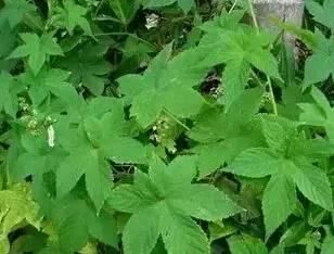 常见又叫不出名字的植物，看看你认识多少