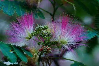 常见又叫不出名字的植物，看看你认识多少