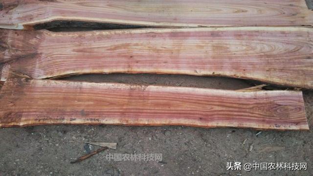 杜梨，值得关注的乡土树种，浑身是宝，用途广泛