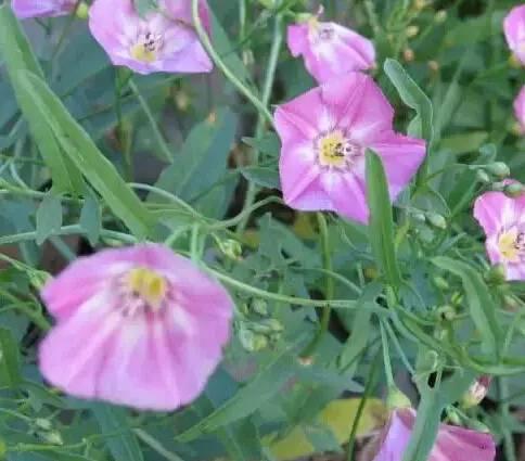 常见又叫不出名字的植物，看看你认识多少