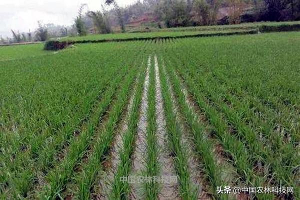 未雨绸缪！各类农作物预防倒春寒措施大全（建议收藏）