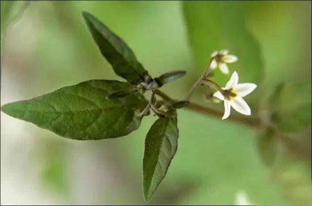 常见又叫不出名字的植物，看看你认识多少