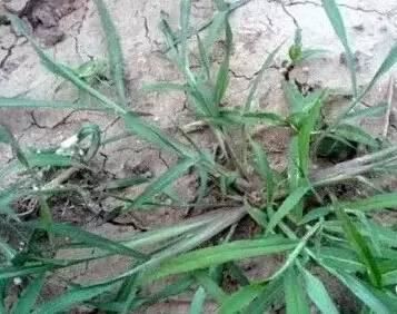 常见又叫不出名字的植物，看看你认识多少