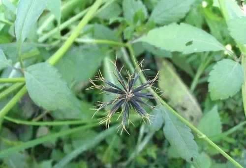 常见又叫不出名字的植物，看看你认识多少