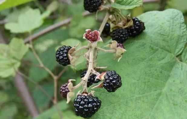 常见又叫不出名字的植物，看看你认识多少