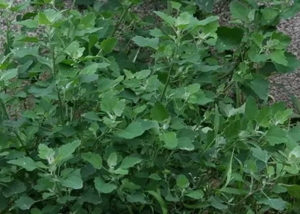 常见又叫不出名字的植物，看看你认识多少