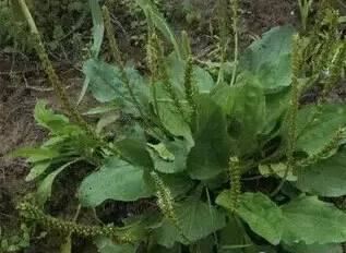 常见又叫不出名字的植物，看看你认识多少