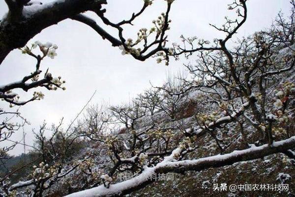 未雨绸缪！各类农作物预防倒春寒措施大全（建议收藏）
