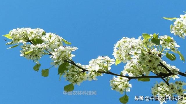 杜梨，值得关注的乡土树种，浑身是宝，用途广泛