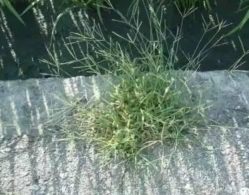 常见又叫不出名字的植物，看看你认识多少