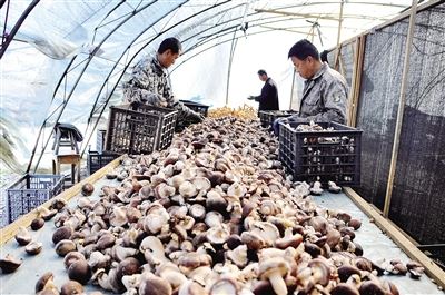 大力发展特色林业产业 走出一条绿富双赢之路 大力发展特色林业产业 走出一条绿富双赢之路