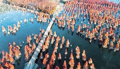 保护湿地,给野生动植物一个安稳的家 保护湿地,给野生动植物一个安稳的家