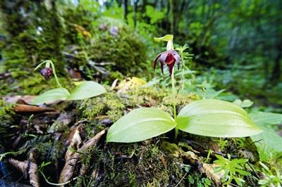 2019年中国野生动植物保护十件大事