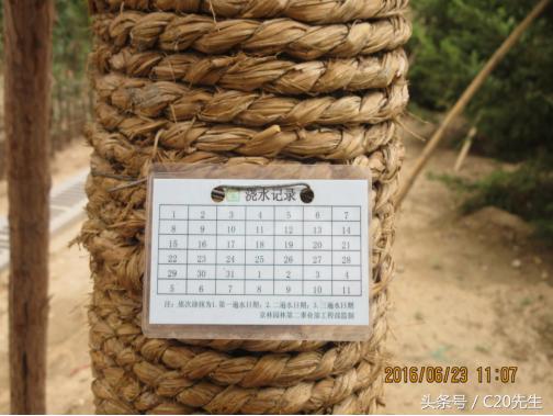 知识分享：园林绿化优秀做法