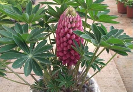 鲁冰花盆栽得了基腐病和锈病，掌握这两个办法，就能轻松治疗