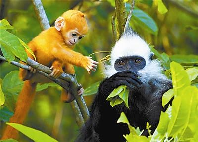 2019年中国自然保护地十件大事